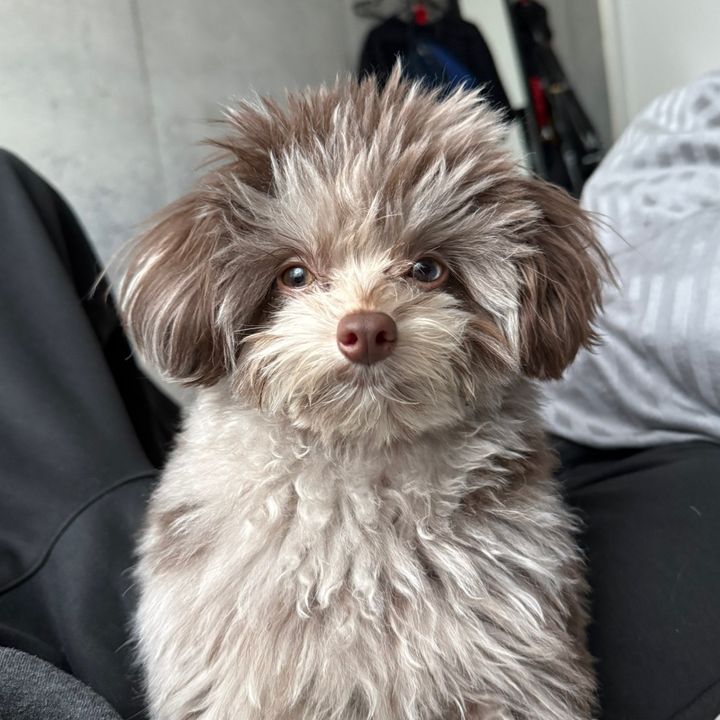 うーちゃんねる🐺