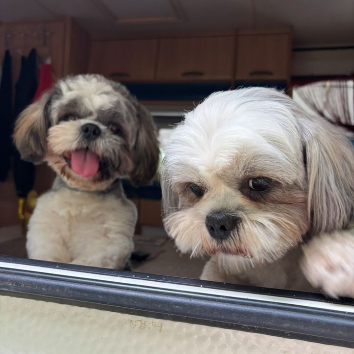 Les Shih tzu à la ferme