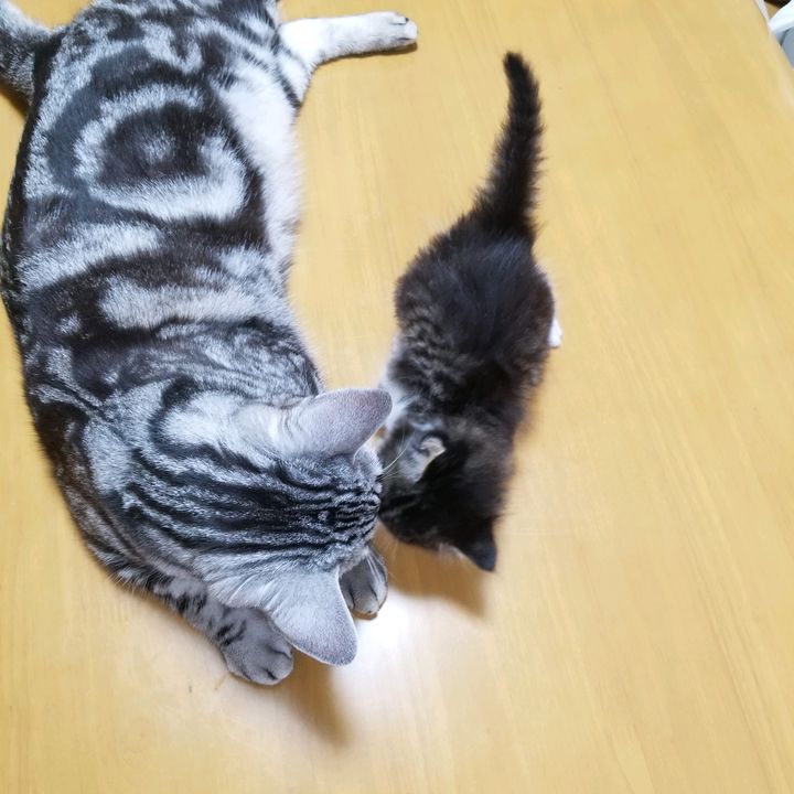 りぃほの