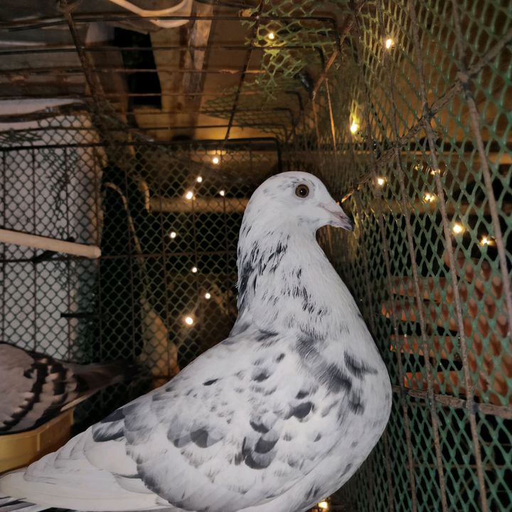 CK LOFT