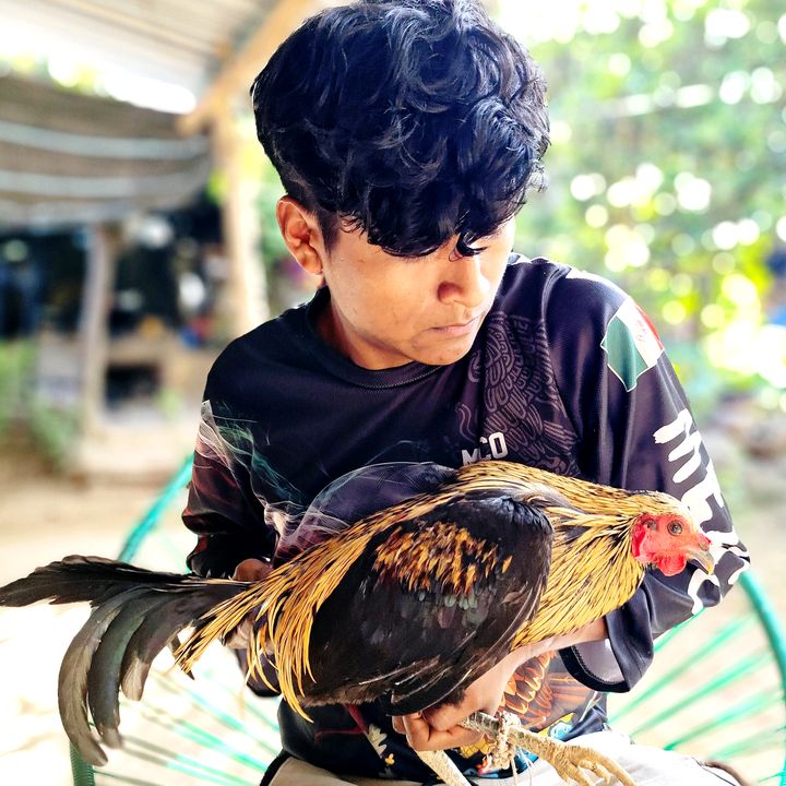 Gallos de primer nivel
