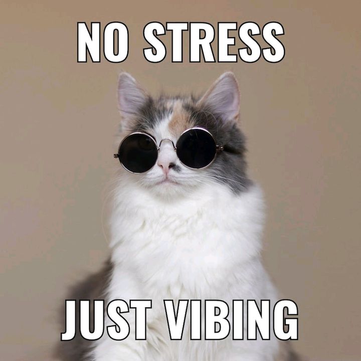Cat Energy Only