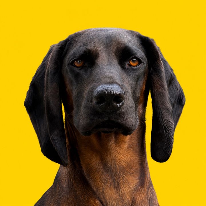 Willow_BavarianMountainHound