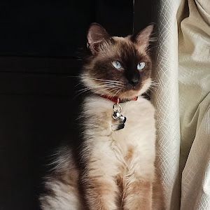 𝐖𝐨𝐨𝐬𝐤𝐢 𝐃𝐨𝐨𝐬𝐤𝐢 🐾