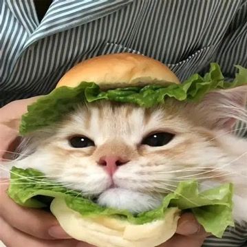 Hambúrguer gato