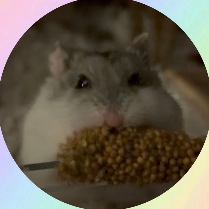 Grumpy the Hamster 🐭