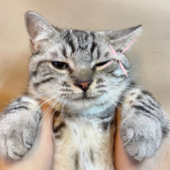 Gatinho fofo