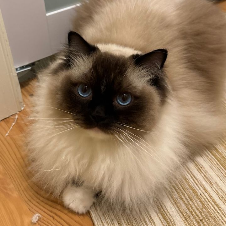 Albus The Ragdoll