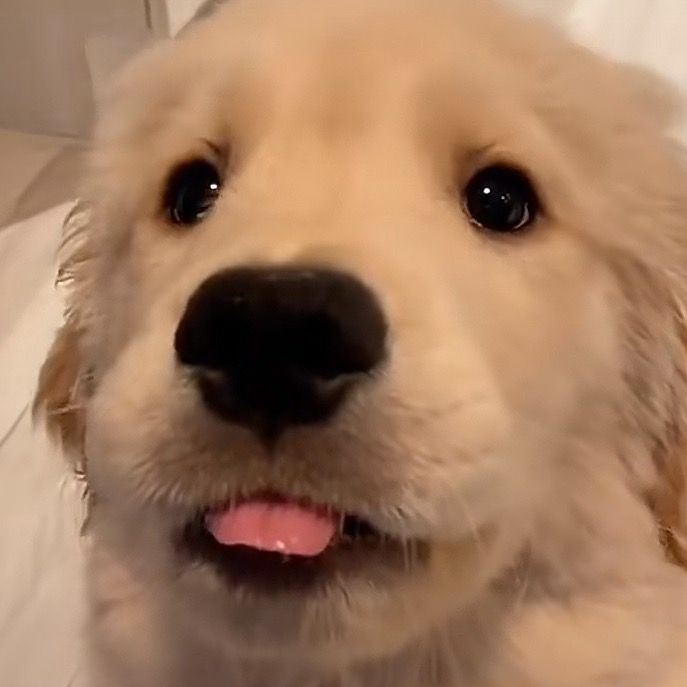 FindPup