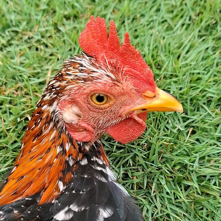 José o 🐓