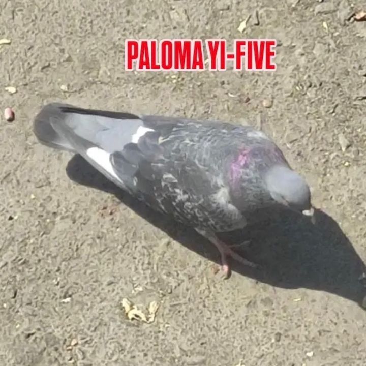 Paloma Yi