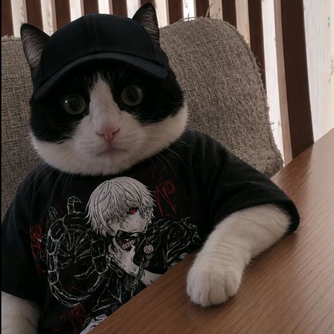 memesgatinho_