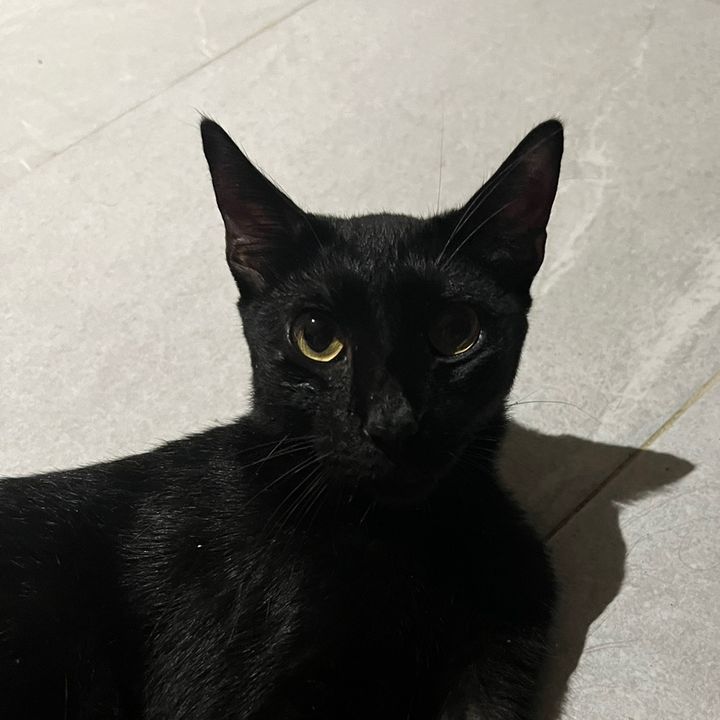 obitothecat