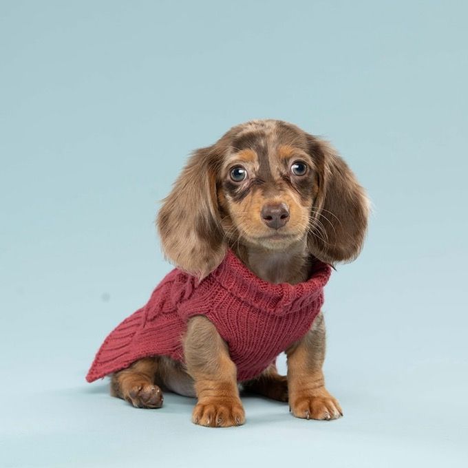 Just Little Oli