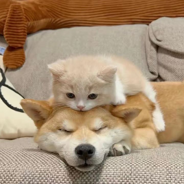 SpanishFurBaby