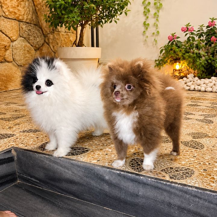 Pomeranias mini toys 🐻