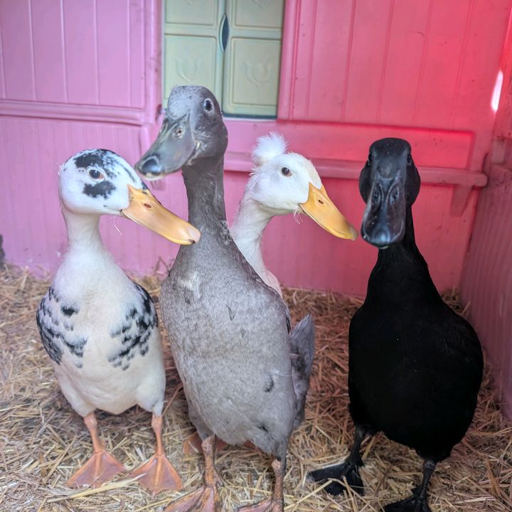 TheQuackClub