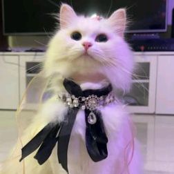 GatosFadaRunway