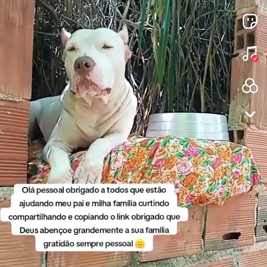 Fiona resgatada na BR 2022