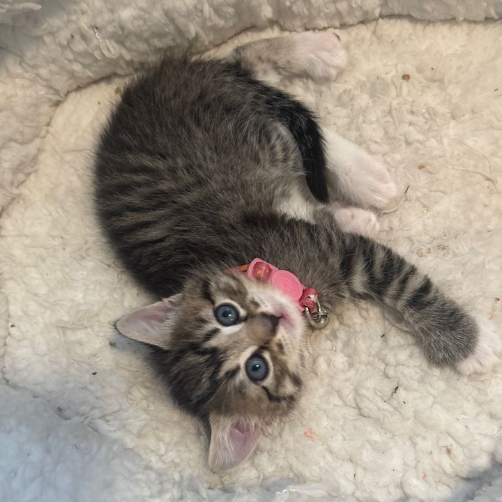 Juno 💫🐈