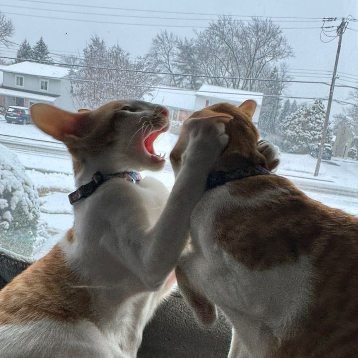 Fighty&Bitey