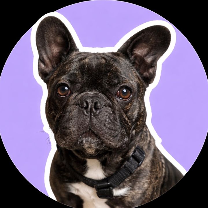 Oreo Bulldog