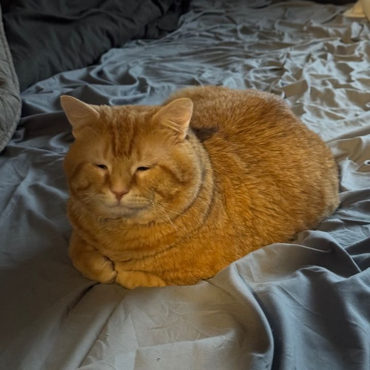 Mr. Lasagna