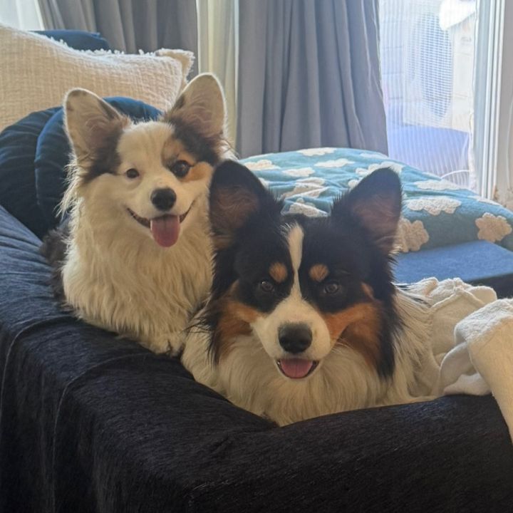CONMAN_and_FIFI