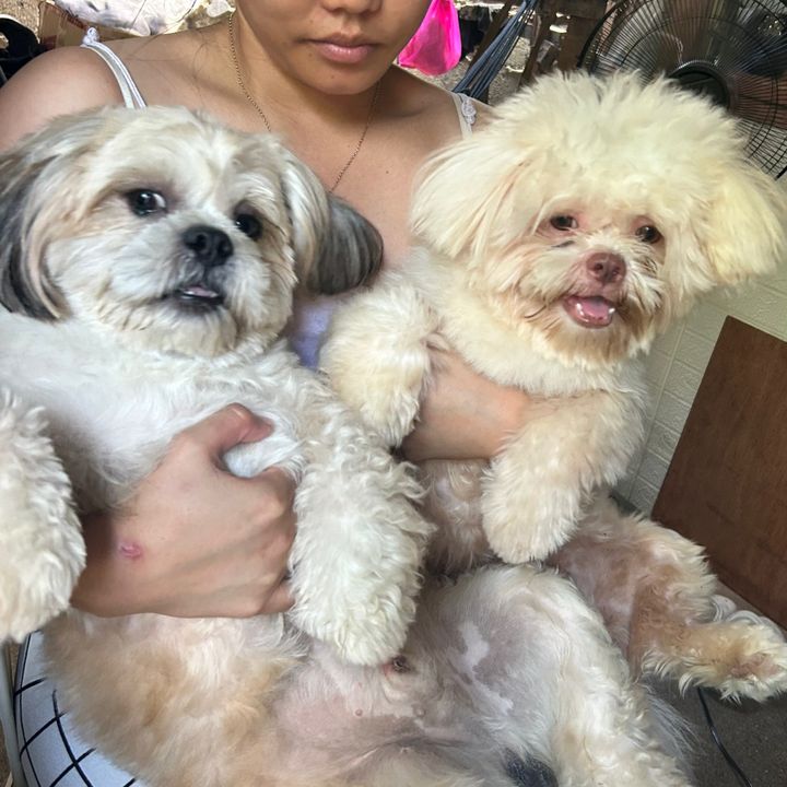 kitkit and kokoy pawmily