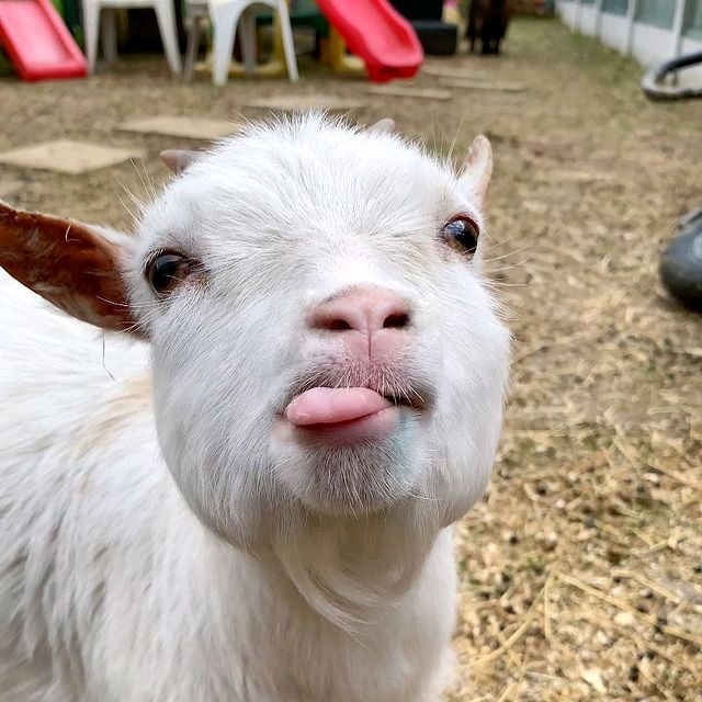 Goat