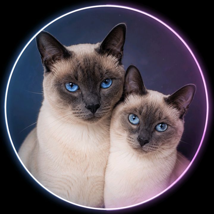 Ella & Gizmo 🐈‍⬛🐈‍⬛