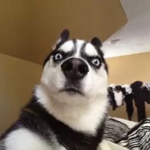 dognostalgico