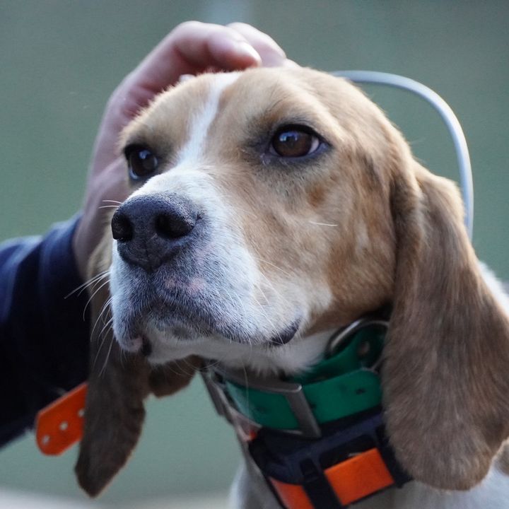 Beagle Man