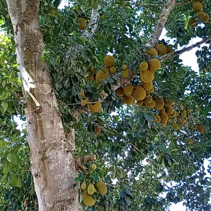 Chácara Recanto da paz