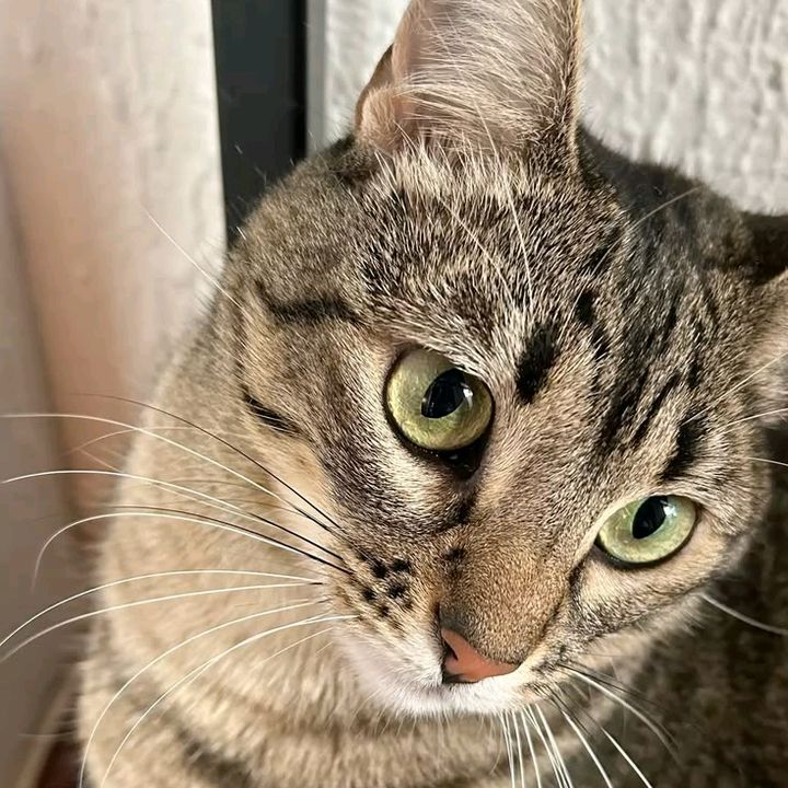 ✨