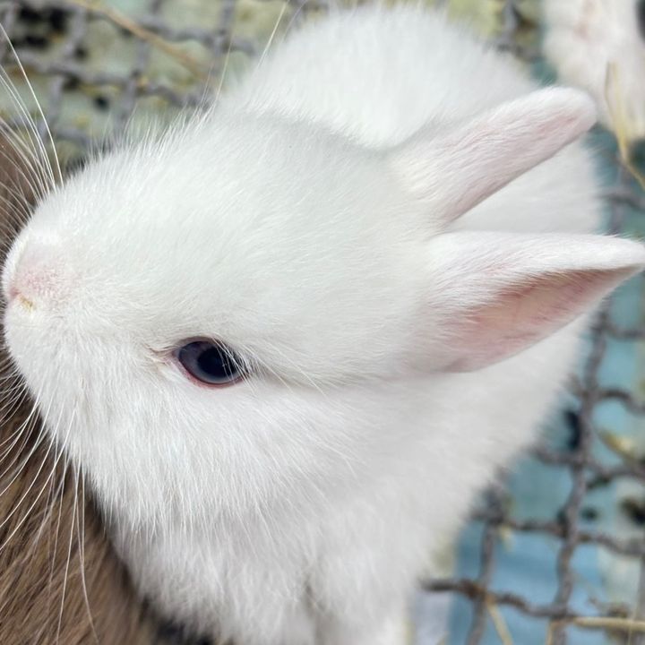 Bunny_Bunny🐰✨