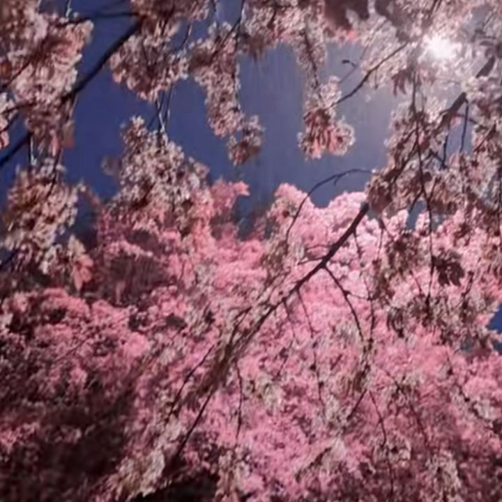 nokpjx19