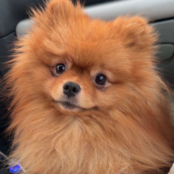 aikospitzpom