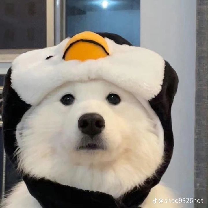 zjqgfzf