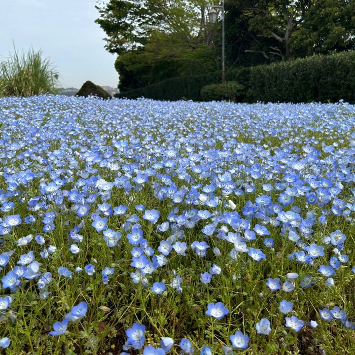 ま