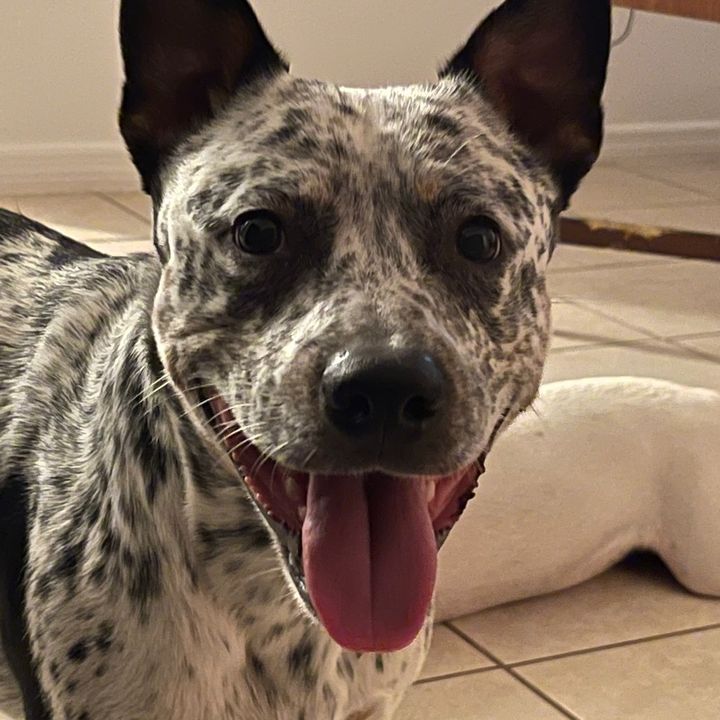 Moosey