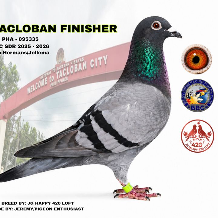 Pigeon Enthusiast