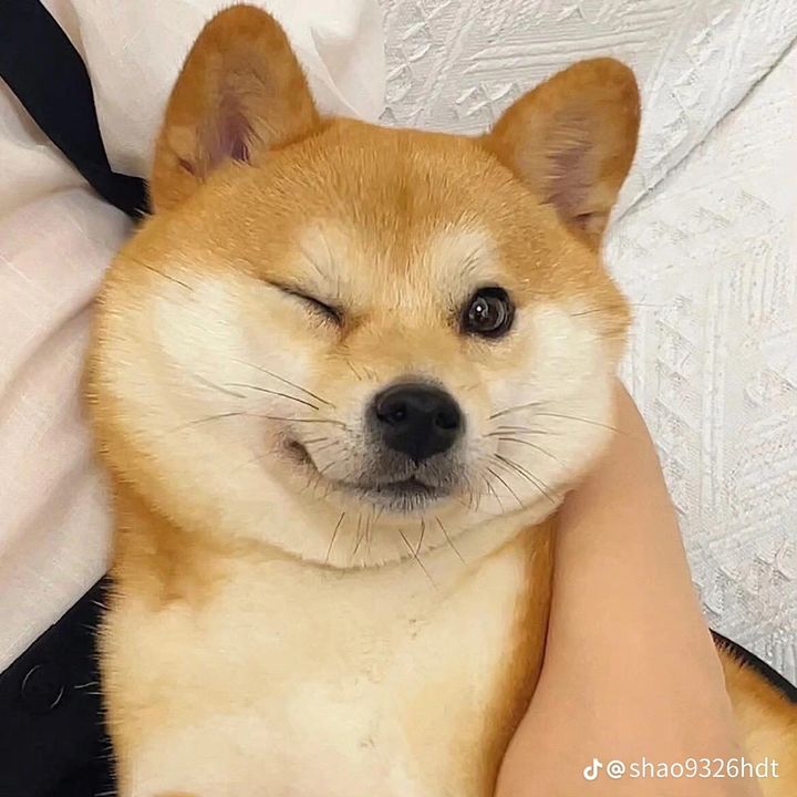 zjqszjr2