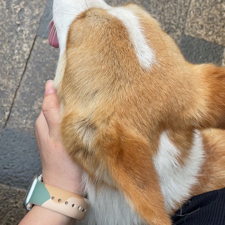 Pet friend