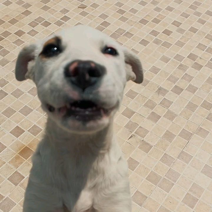 Patitas