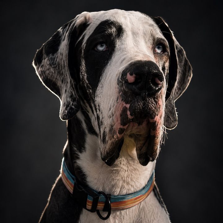 Odin | Great Dane