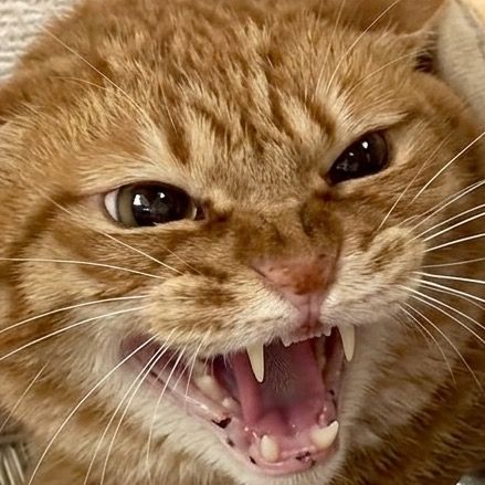 まだ彼氏に慣れない猫 かくお