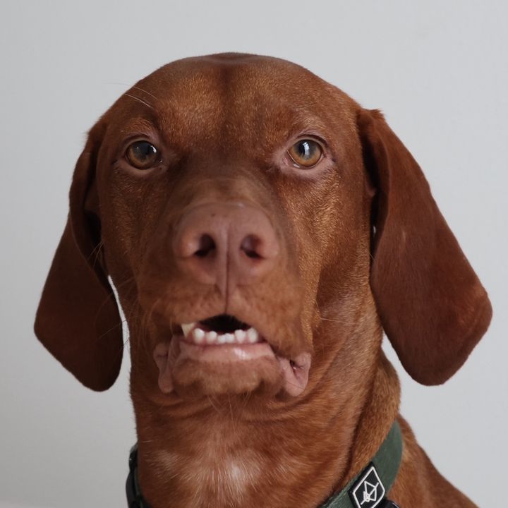 waylonthevizsla