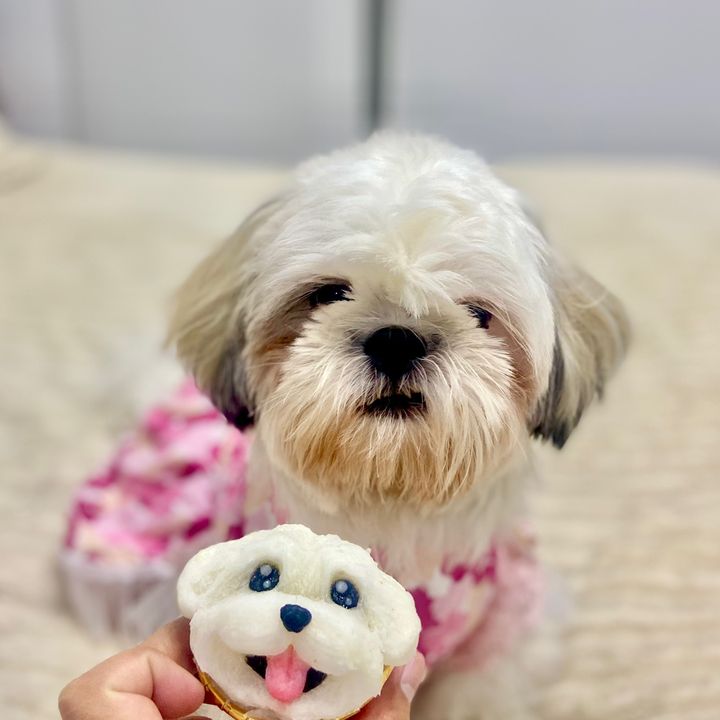 Zoeybells 🐶