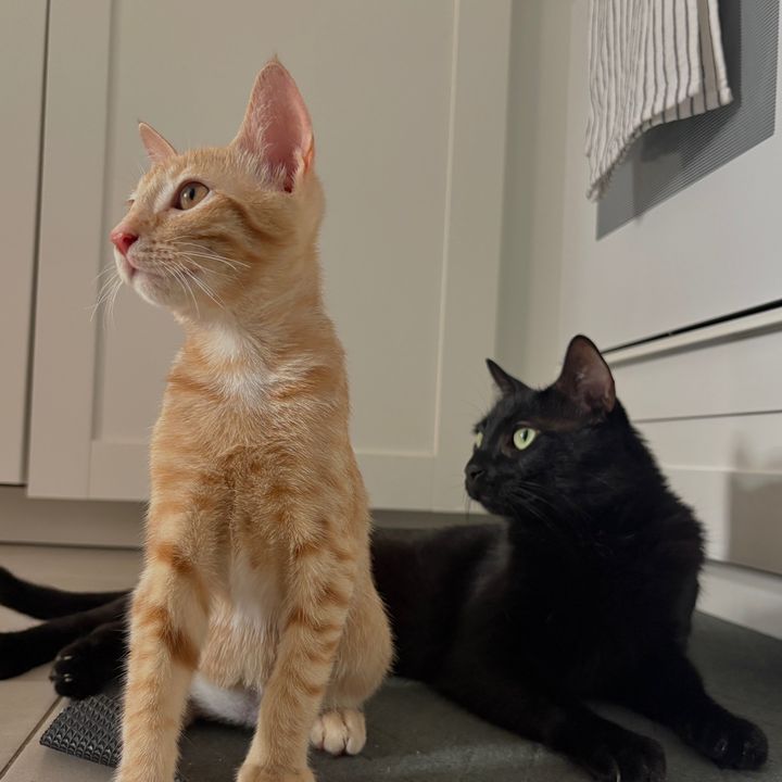 kembaymangocats